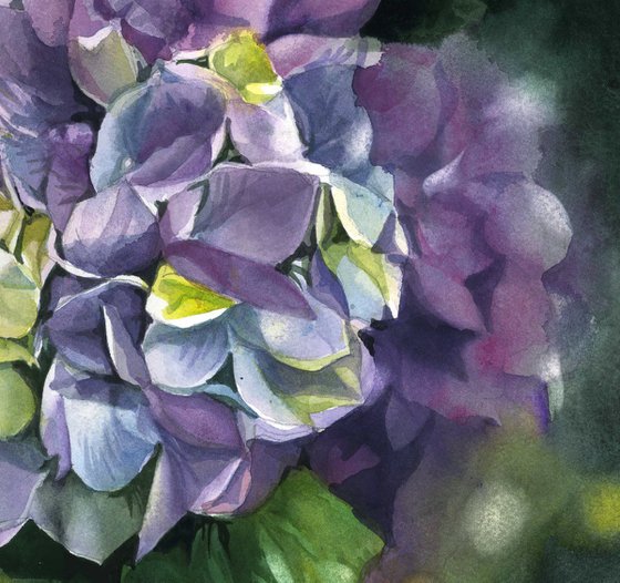 spring hydrangea