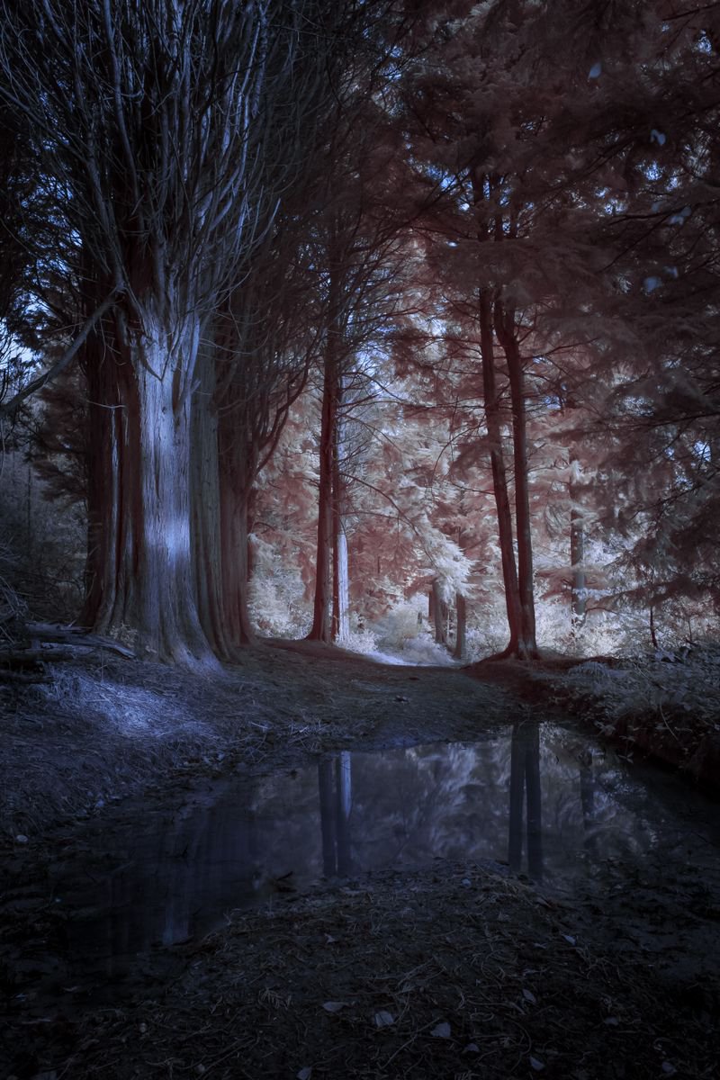 Surrealistic Photograph , Idless Woods Infrared By Paul Nash, 16 X 24, Artwork For Sale On Artfinder