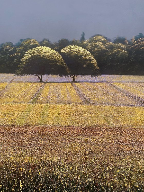 Lavender Fields 1