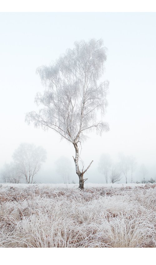 Hoar Frost Tree by Douglas Kurn