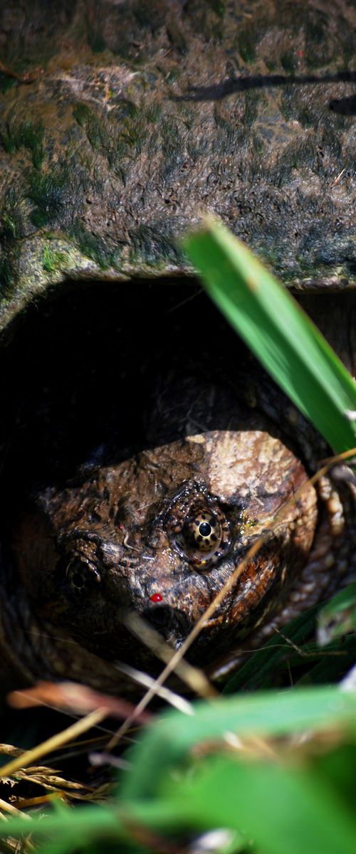 Snapping Turtle by Aaron Zaremsky