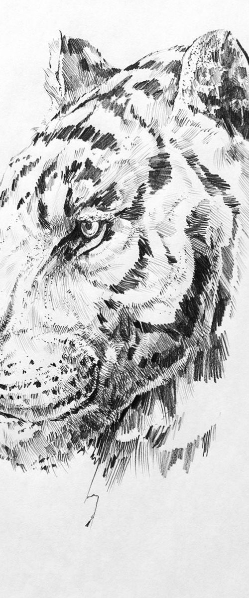 Tiger v.01 by Mikolaj Cielniak