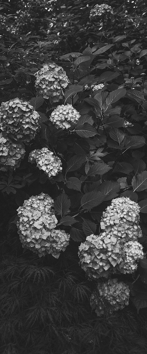 Hydrangea Study by Jo Kemp
