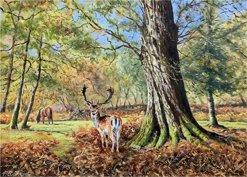 Fallow Buck in the New Forest by Peter Frost