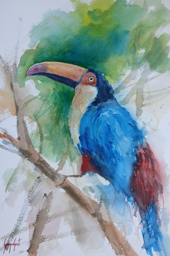 Toucan 5