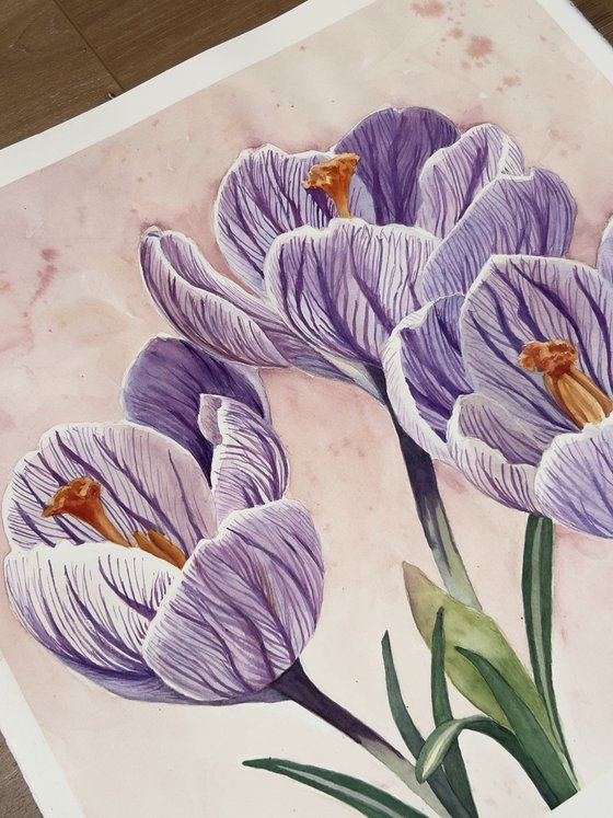 Crocus