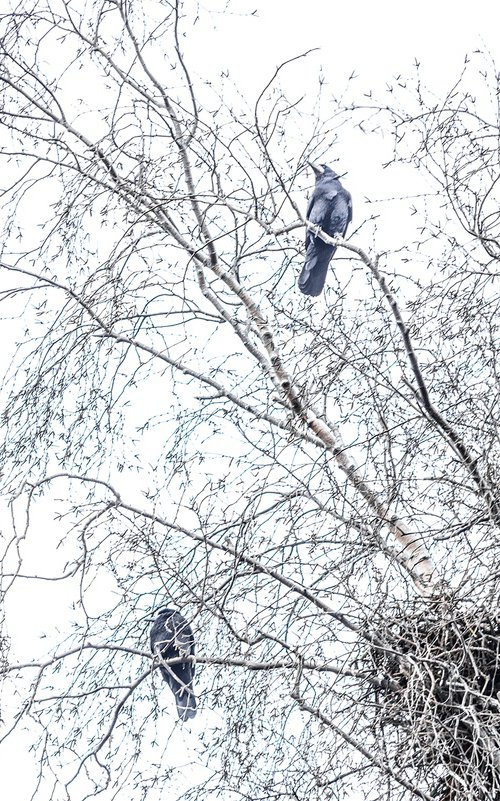 Two Rooks by Adam Regan