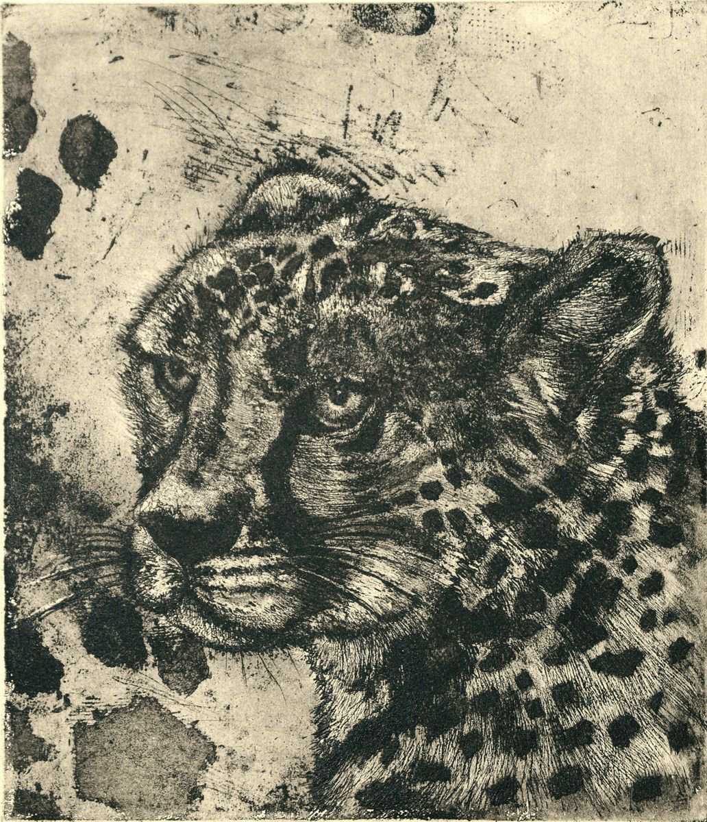 African Cheetah Etching by Isabel Hutchison
