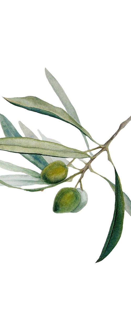 Olive branch by Julia Gorislavska