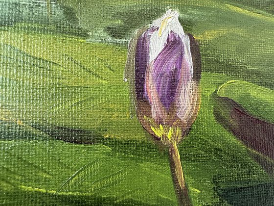 Water Lily Buds