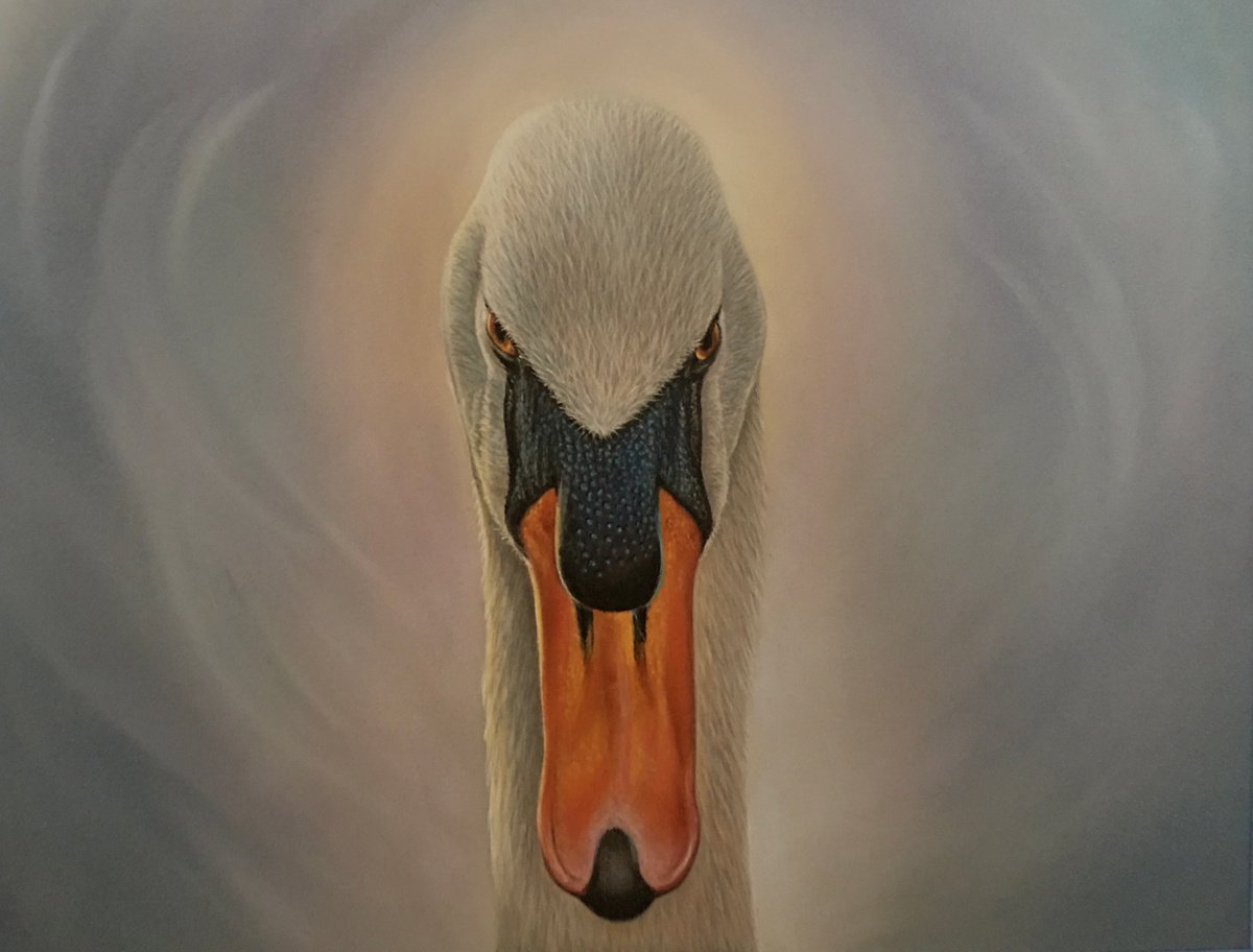 Swan Portrait by Debra Spence