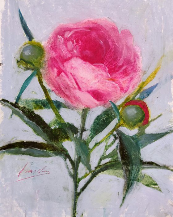 Peony - small oil pastel study