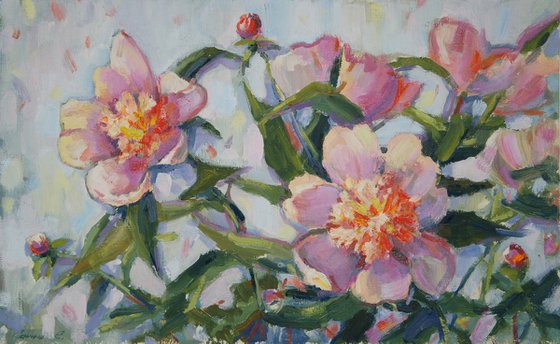 Peonies