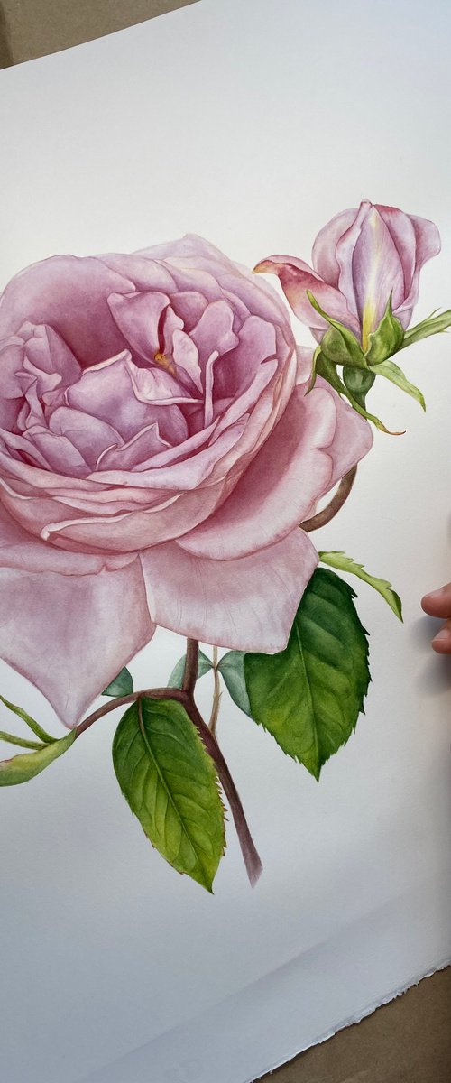 Pink Royal Rose by Anna Lyashenko