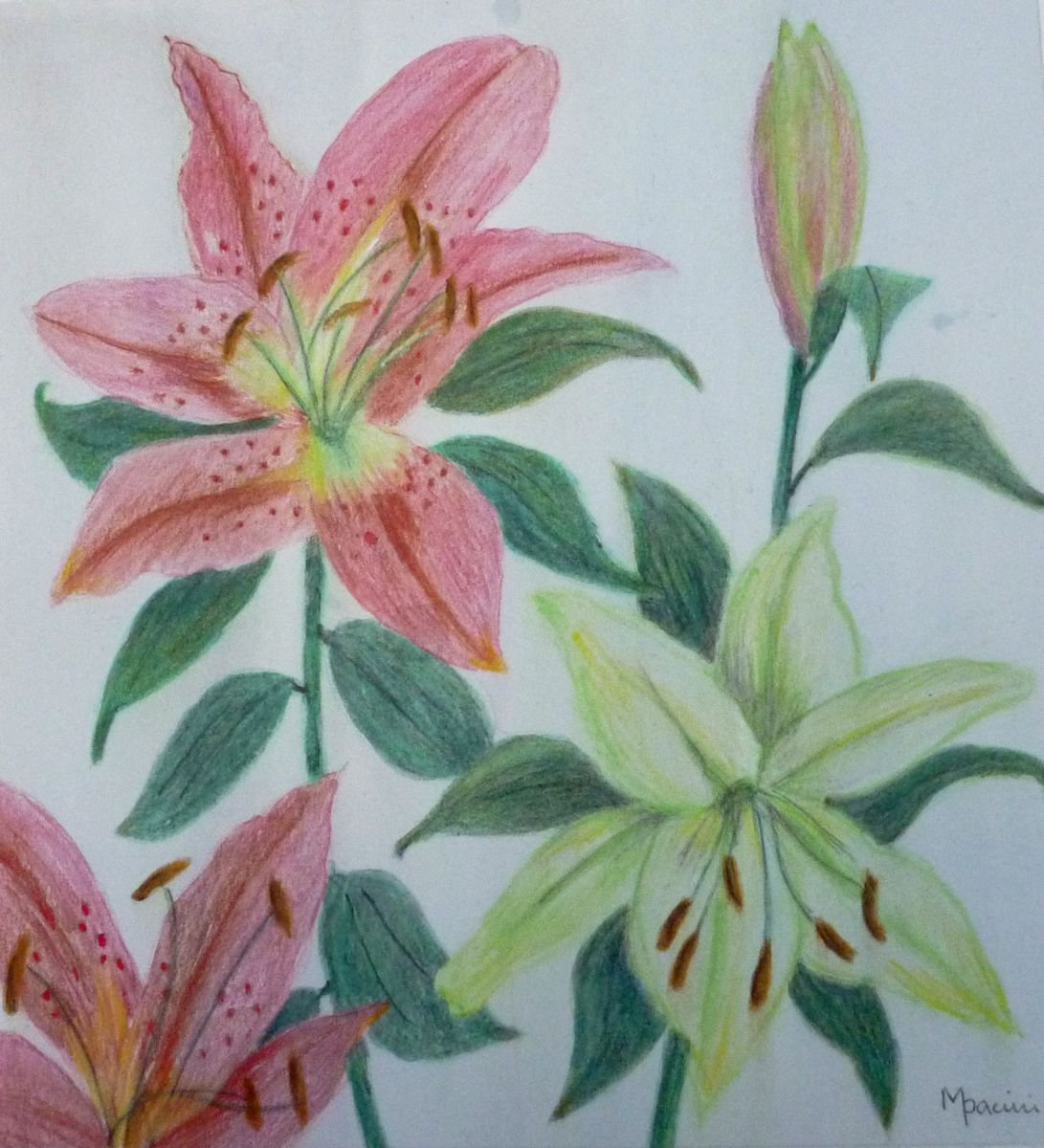 Lillies Galore by Maddalena Pacini