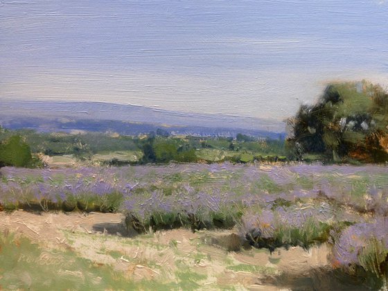 Lavender Field in Drôme Provençale