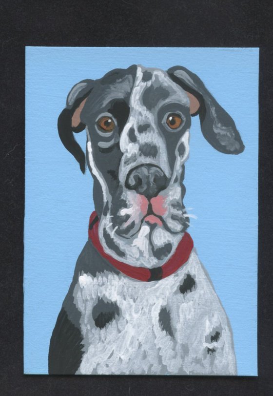 ACEO ATC Original Miniature Painting Harlequin Great Dane Pet Dog Art-Carla Smale