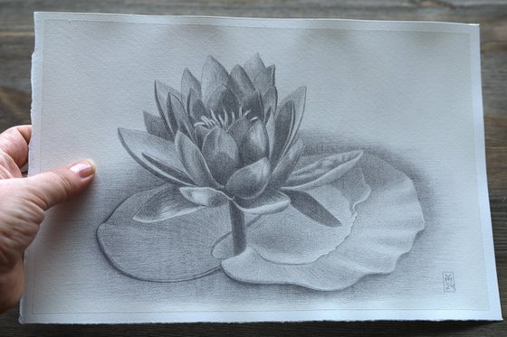 Water Lily