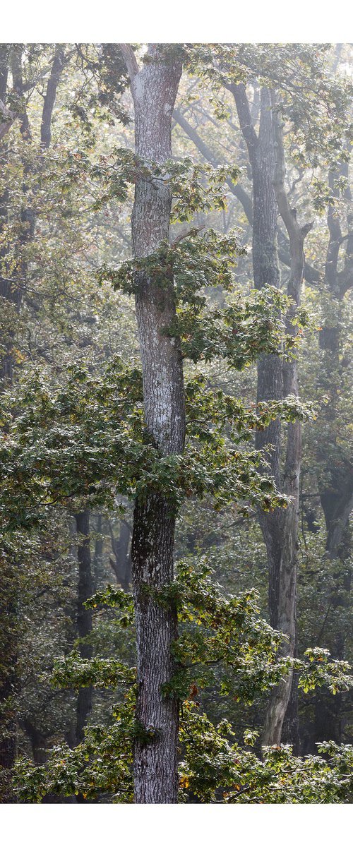 October Green by David Baker