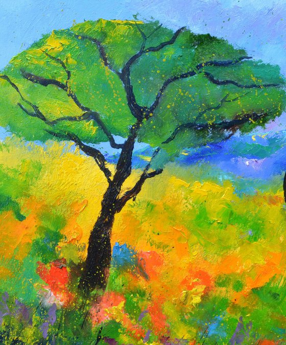 A pinetree in Tuscany