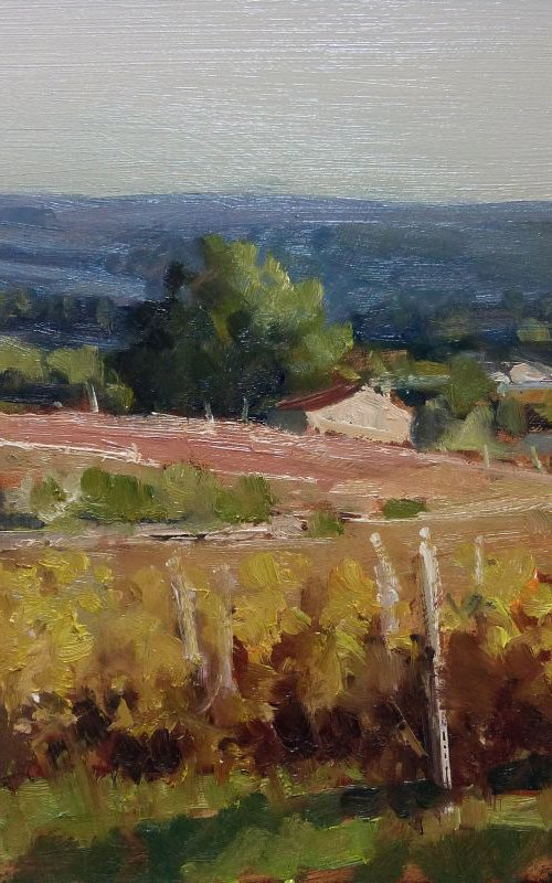 Autumn Vineyards in Vaucluse by Pascal Giroud