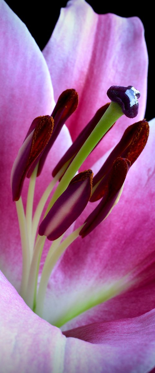 Pink Oriental Lily by Nadia Culph