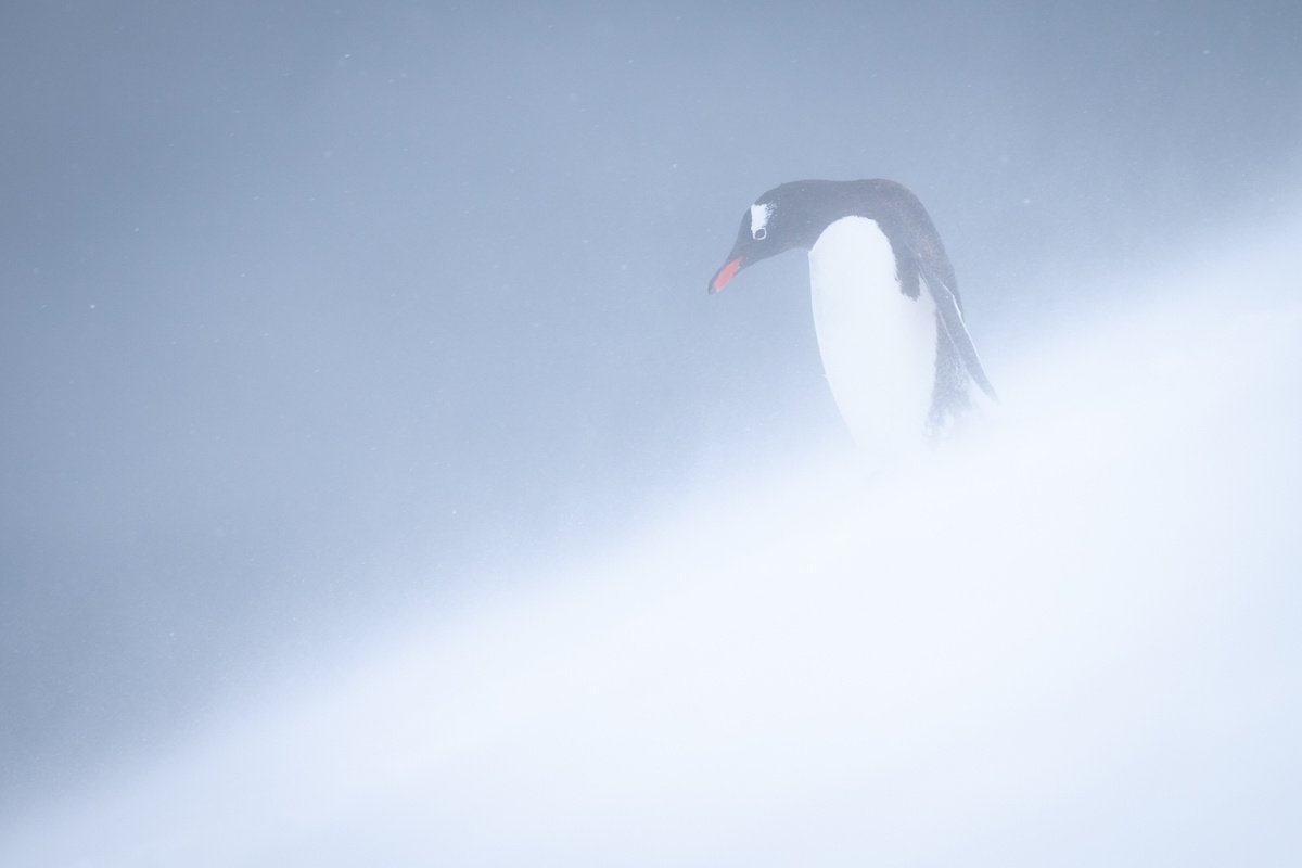 Photorealistic Animal Photograph By Nick Dale, 33 X 26", White Run, Original Artwork