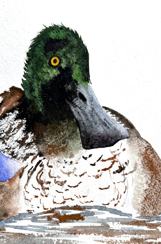 Wild drake hooded merganser