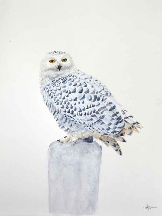 Snowy owl 3