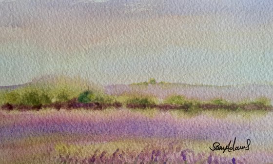 Lavender fields, near Salisbury, Wiltshire