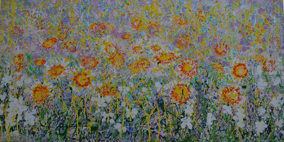 Daisy Blooms