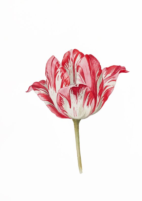 Tulip. My interpretation of a work by the German artist Jacob Marrel (1614-1681). Watercolour.