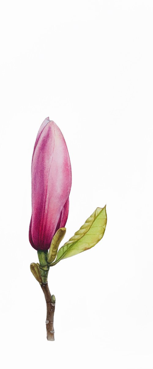 A flower bud. by Nataliia Kupchyk