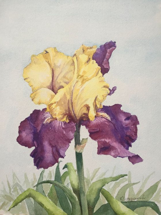 Yellow and purple iris