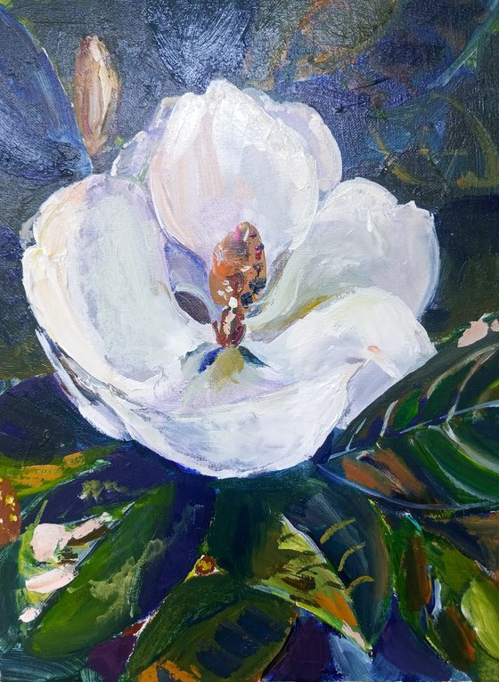 Magnolia