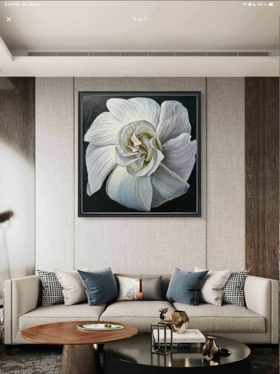 White Camellia Bloom