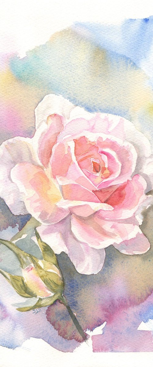 Rose study in watercolour by Sarah Stowe