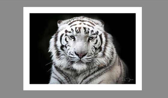 White tiger