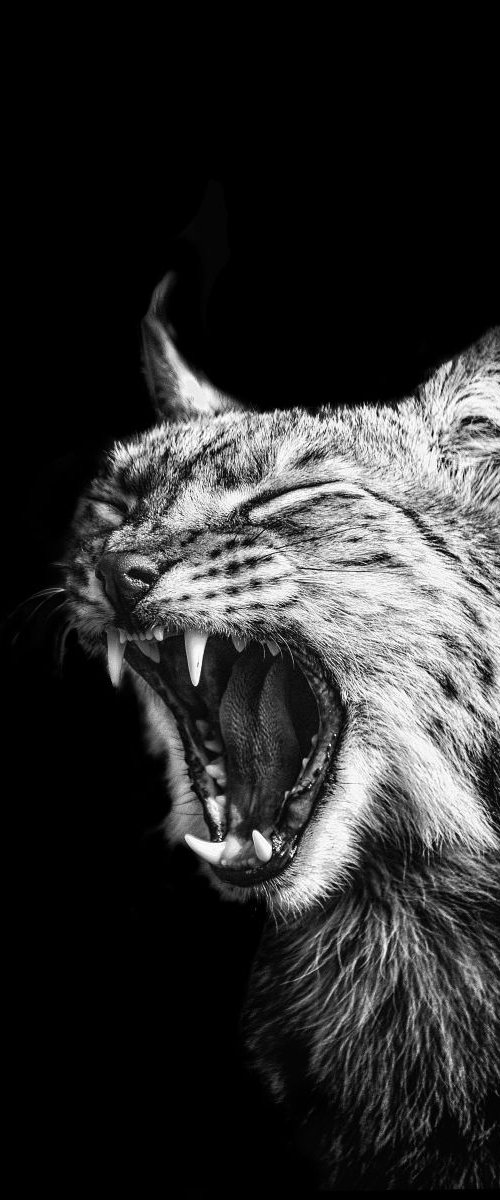 Roaring Lynx by Paul Nash