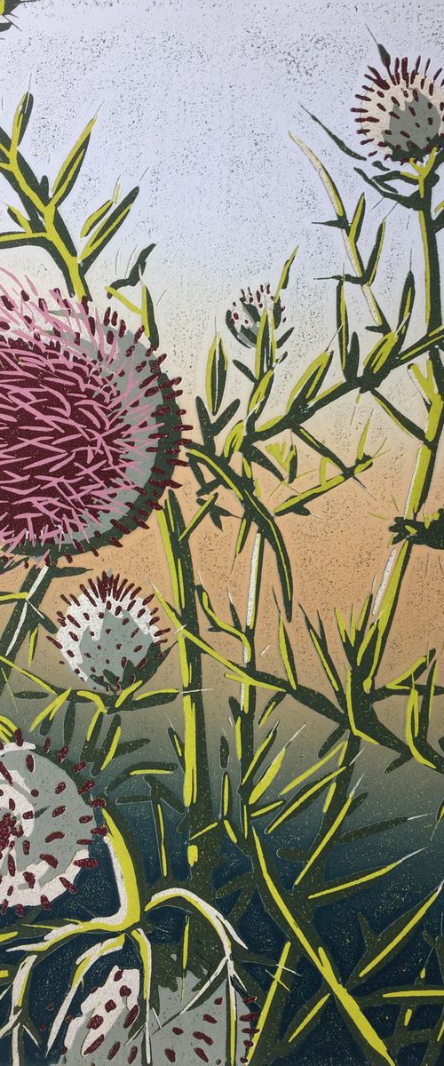 Woolly Thistle by Alexandra Buckle