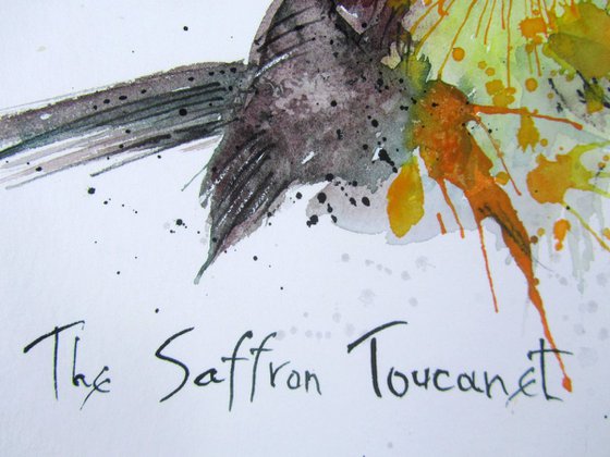 The Saffron Toucanet (Pteroglossus bailloni)