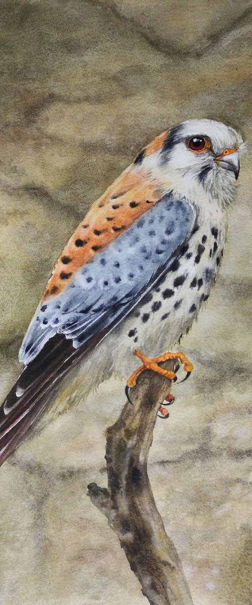 American Kestrel - Sparrow Haw by Olga Beliaeva Watercolour