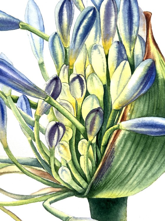 Agapanthus flowers. Original watercolor artwork