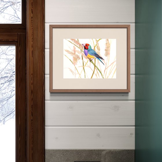Gouldian Finch