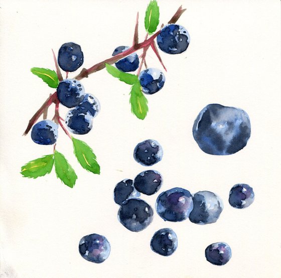 Blueberry study watercolour