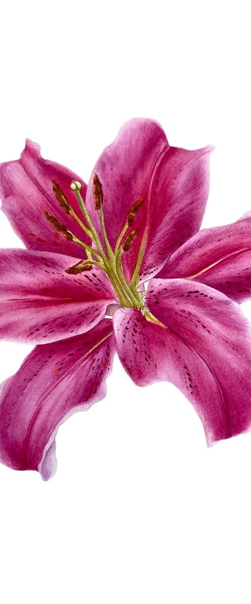 Lily I by Anna Lyashenko