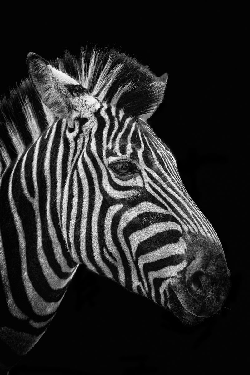 Photorealistic Photograph , Zebra Fine Art Portrait By Paul Nash, 16 X 24, Artwork For Sale On Artfinder