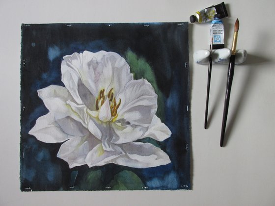 white tulip in blues