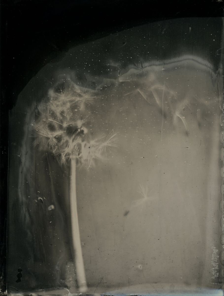 Photorealistic Botanical Photograph By Nicolas Laborie, 16 X 12", Wishes, Original Artwork