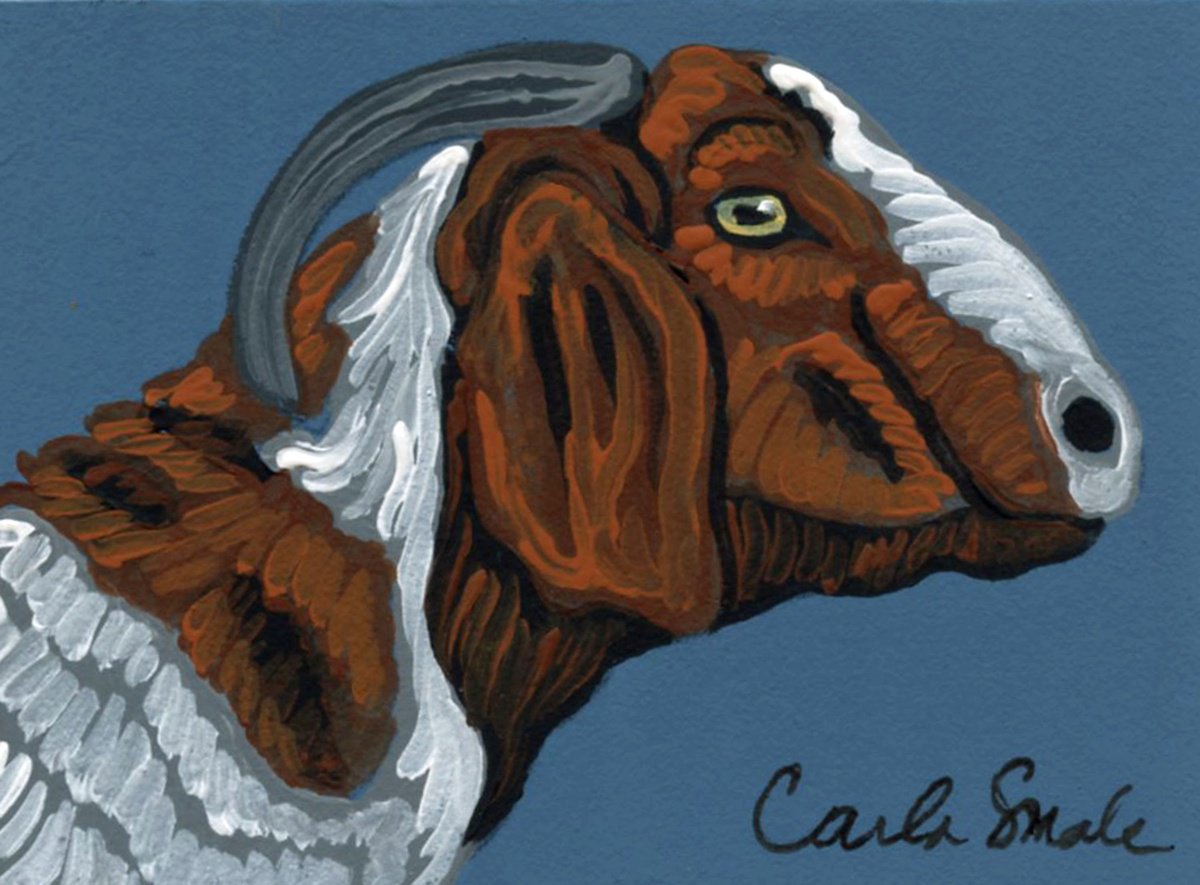 Boer Goat by Carla Smale